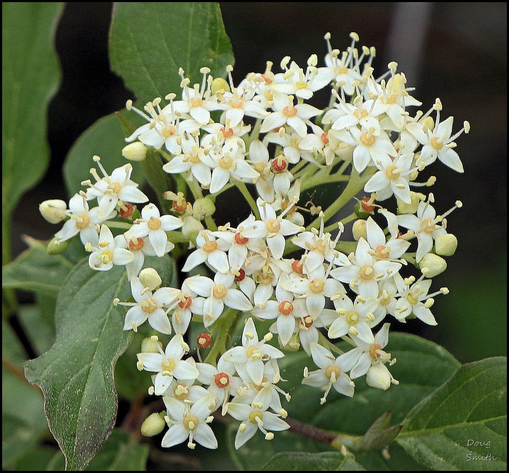 Red-Osier Dogwood – A Wildflower Journal