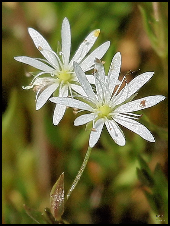 Scuitto Lake 026 – A Wildflower Journal