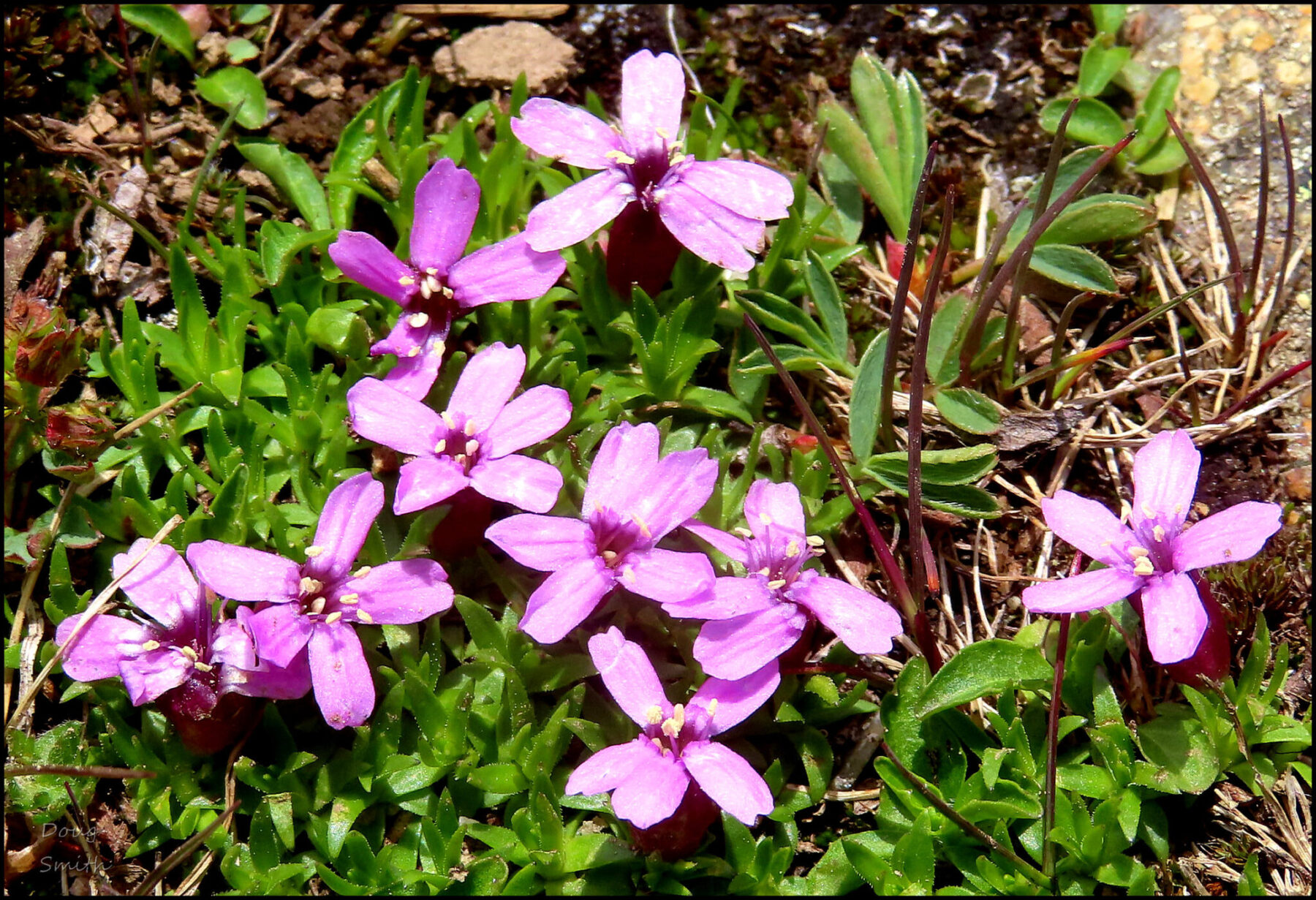 Trophy Meadows 025 – A Wildflower Journal