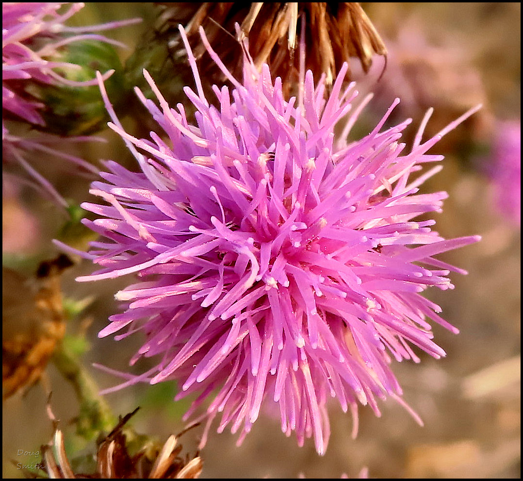 tower-hill-006-a-wildflower-journal