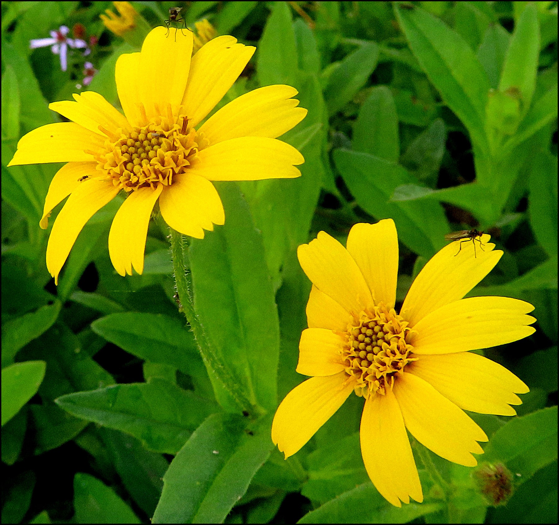 Arnica lanceolata