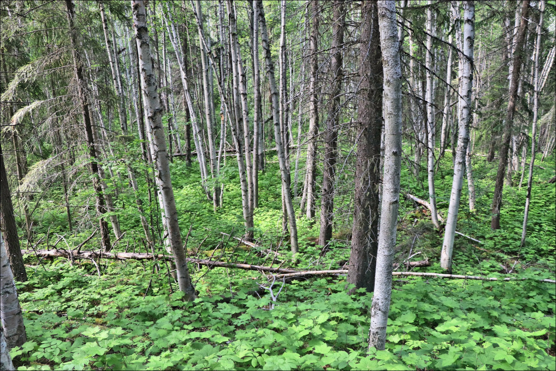 birch forest