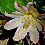 Lewisia