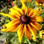 Rudbeckia