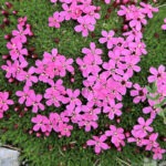 moss campion