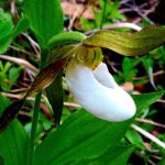 mountain buttercup