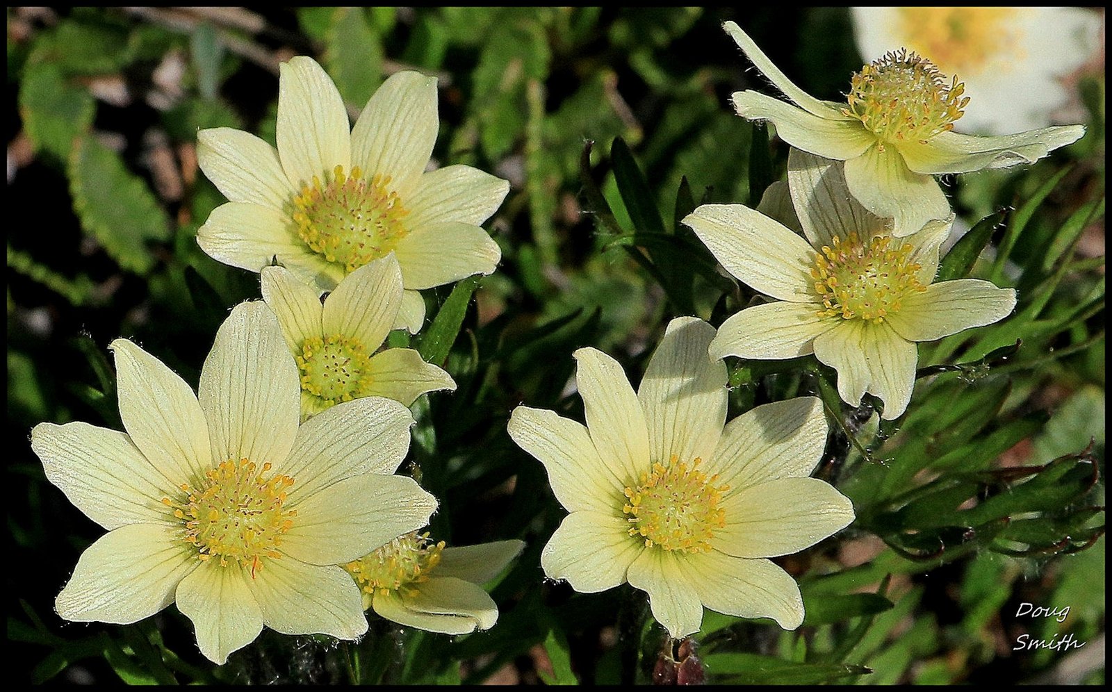 Cutleaf Anemone - Wildflower Journal