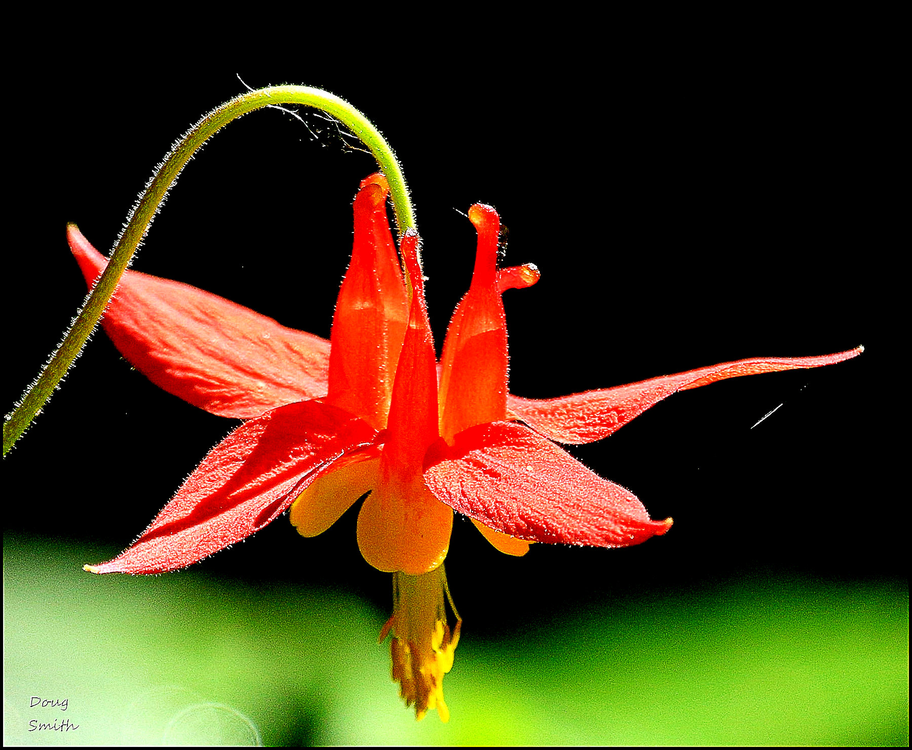 columbine